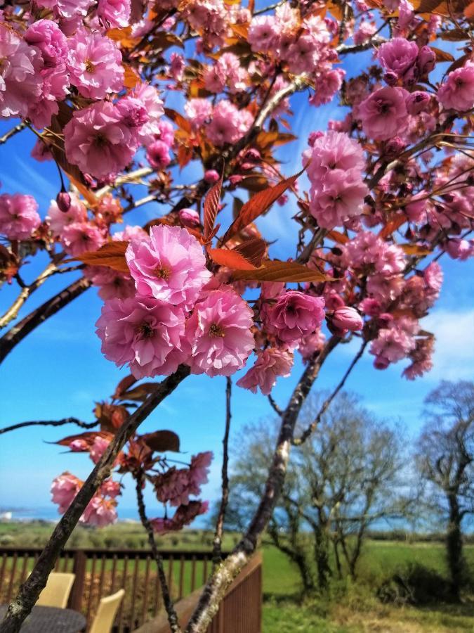 Moneylands Farm B&B Arklow Buitenkant foto